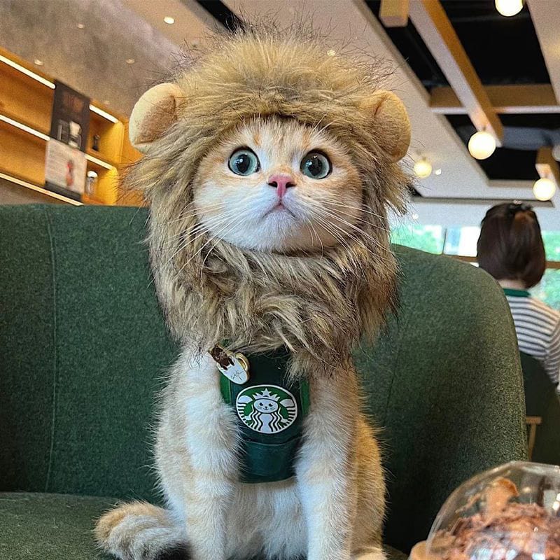Cat wearing a lion costume with a Starbucks vest in a cafe setting