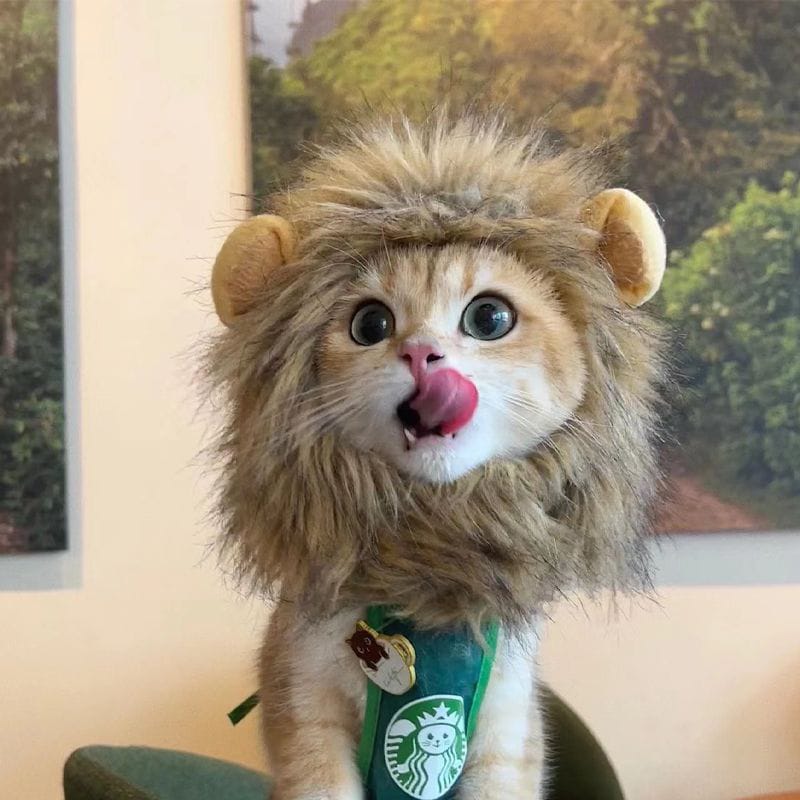Cat wearing a lion costume with a Starbucks vest, licking its tongue.
