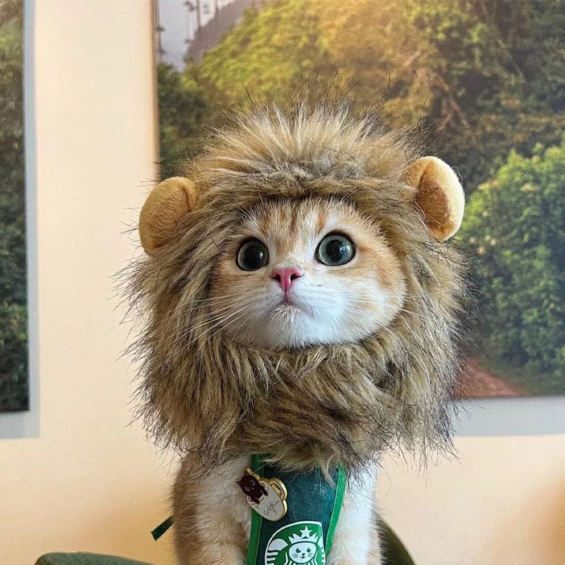 Cat wearing a lion costume with a Starbucks cup in the background