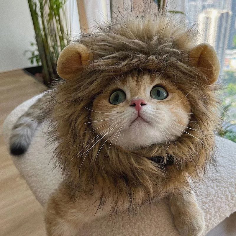Cat wearing a lion costume indoors