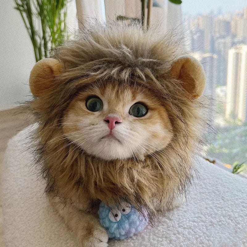 Cat wearing a lion costume with a cityscape in the background
