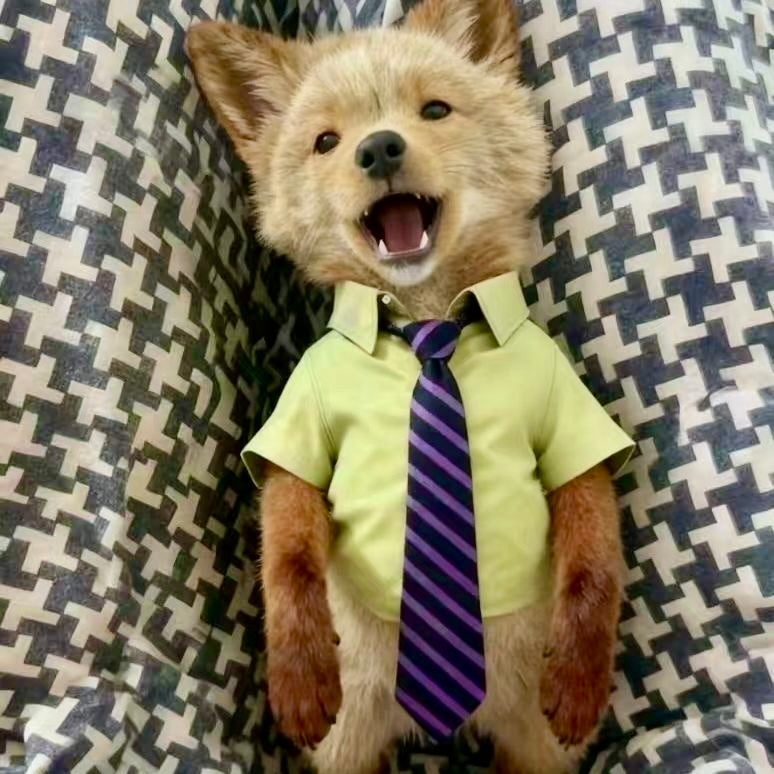 Cute Shirt & Tie Outfit for Cats and Dogs | Soft Pet Costume for Small Pets (8–10 kg)