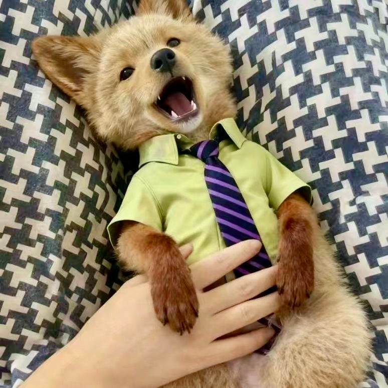 Cute Shirt & Tie Outfit for Cats and Dogs | Soft Pet Costume for Small Pets (8–10 kg)