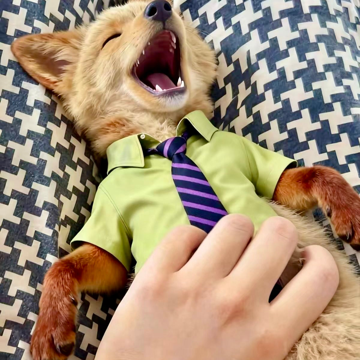 Cute Shirt & Tie Outfit for Cats and Dogs | Soft Pet Costume for Small Pets (8–10 kg)