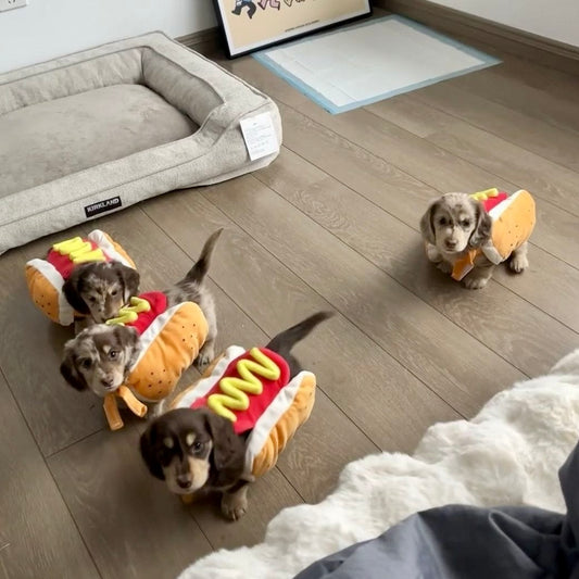 Hot Dog Costume Outfit for Dogs (7.5–10 kg) | Cute Food-Style Dog Outfit for Small to Medium Dogs