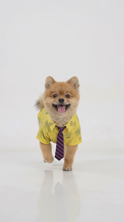 Cute Shirt & Tie Outfit for Cats and Dogs | Soft Pet Costume for Small Pets (8–10 kg)